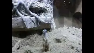 НУ ОЧЕНЬ ЛЮБЛЮ СЛУШАТЬ  БАХА!