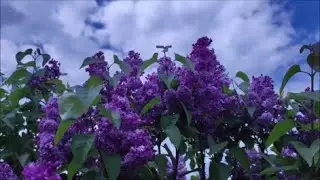 Ну вот и лето!