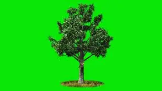 Tree Green Screen Effect Full HD Free Video