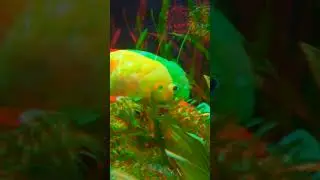 gold fish 3d anaglyph