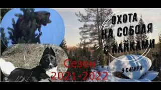 Охота на соболя с лайкой. Сибирь 2021