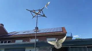 Голуби Tauben Pigeons Artur lange Бакинские бойные