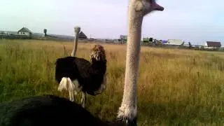 Страусы