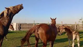 Кобылка Ириска снова в охоте