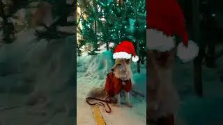 Зима ❄ холода 2024 г.