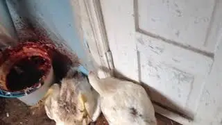Как резать забивать бройлера в конусе