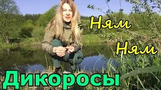 ЕМ ДИКОРОСЫ В ЛЕСУ. ВМЕСТО ЛЕКАРСТВ ДИКИЕ РАСТЕНИЯ