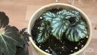 Пересадки -- вместо утренней зарядки 🥰🥰🥰