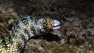 Snowflake Eel