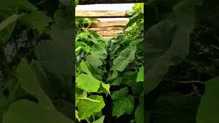 ОГУРЦЫ КУРАЖ У ЗАБОРА 🥒🌿💯❤️...