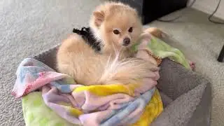 Loui Vuitton Pomeranian #puppy #dog #pom