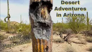 Desert Adventures in Arizona - DJI MINI MAVIC Drone - Saguaro Cactus/Trail Riding