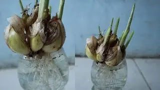INNOVATION OF UNDERWATER PLANTING USING WATER MEDIA