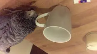 african grey parrot 4k phone test
