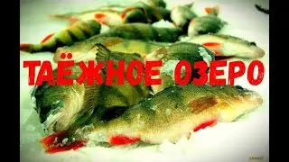 ТАЁЖНОЕ ОЗЕРО КОМИ# ПРОБИРАЕМСЯ ПО ТАЙГЕ НА БУРАНАХ #ДИКОЕ ТАЁЖНОЕ ОЗЕРО # ЛОВЛЯ ОКУНЯ