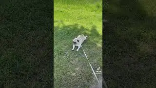 Pug #pug #shorts