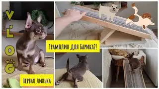 🤯СОБАКУ почикала МОЛЬ?! Лесенка для кровати своими руками!