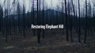 Restoring Elephant Hill