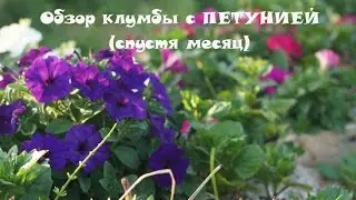 Обзор клумбы с ПЕТУНИЕЙ