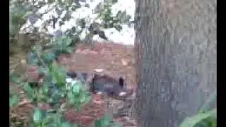 When cats attack