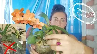РЕАНИМАЦИЯ орхидеи Irene Dobkin СЕРАЯ ГНИЛЬ поразила корни/ ОРХИДЕЯ осталась БЕЗ КОРНЕЙ