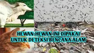 9 Animals capable of detecting natural disasters