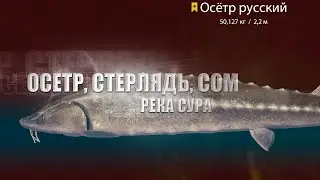 Русская Рыбалка 4 ► Russian Fishing 4 ► Осетр, Стерлядь, Сом