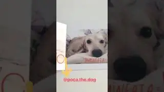 Peripetiile Pocai