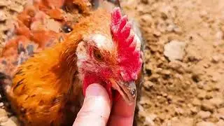 Birth of chickens funny chickens and locusts fighting