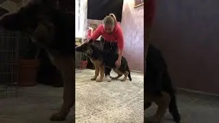 Как только минутка появляется, не забываем делать Камару ученой собакой👌😉
