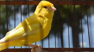 canary singing video - the best canary training song 40 minutes