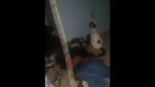 Cat trying to catch the Shadow