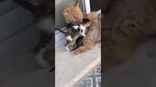 الاخوة الاكبر يرعى اخوانه