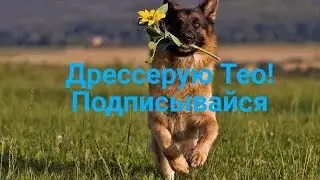 Дрессировка Тедди