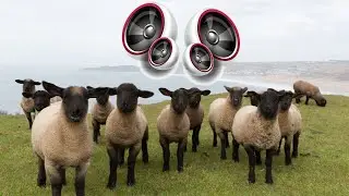 Sheep - Sound Effect High Definition Free | Copyright free Music and Sound effects for YouTube video
