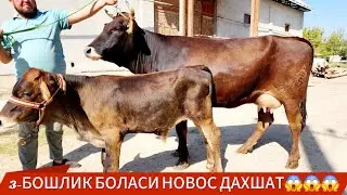 ШВЕТ ЙОШ СИНАХТА СУТИ КОП СИГИРЛАР | 5-сент, 2024.