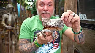 DO REPTILES HAVE ARMOR? I THE REPTARIUM