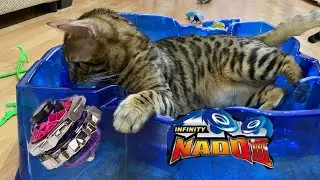 Смешной котик играет с инфинити надо! Бенгальский кот против инфинити надо!