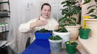Что делать, если рассада не растет