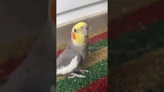 Pepper singing and jay walking! #cockatiel #birdiebliss #cockatielcompanions #tweettalks