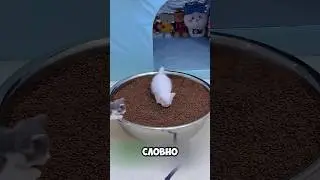 Why Do Cats Need Such Giant Things? 😂 