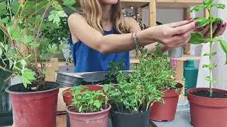 Специи - не только вкусовая добавка, но и прекрасный антидепрессант.