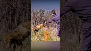 Волк застрял в заборе.