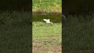 Цапля ловит лягушек 🐸🐸🐸 