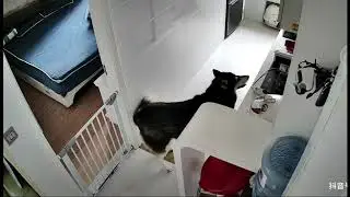 Хаски приготовил ужин