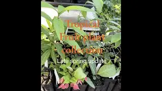 Tropical Fruit plant collection