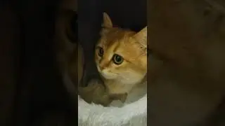 Котенок рыжий -  милашка