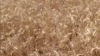 Пшеница по парам перед уборкой!