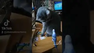 люблю 