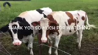 Raise your own beef. Angus and or Holstein Beefers.